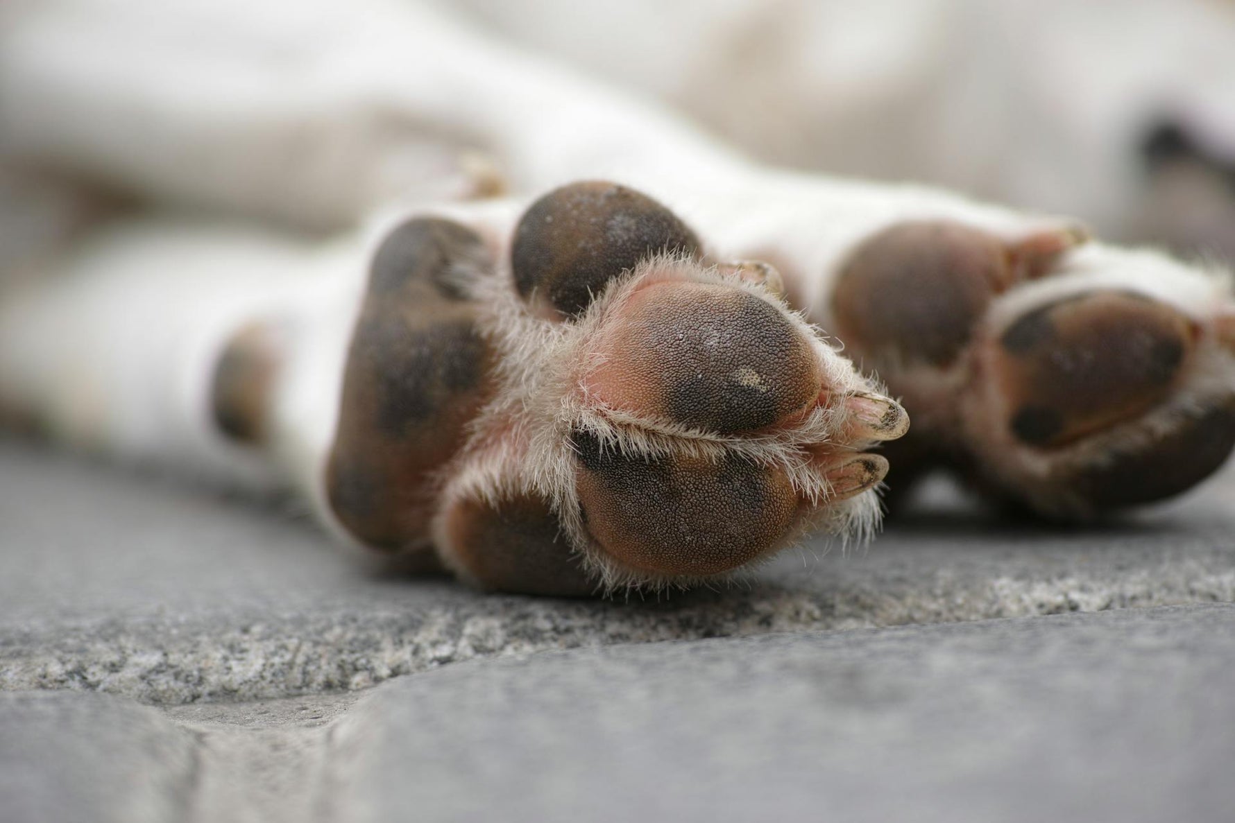 How to Treat and Protect Dry, Cracked Pet Paw Pads at Home